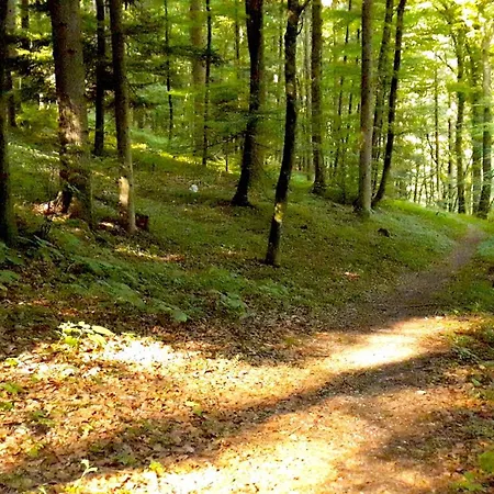 Wild Art Wooden House *