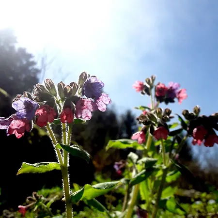 بيت للعطل Wild Art Wooden House *