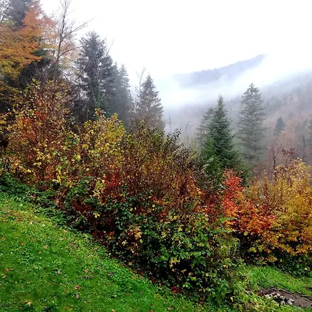 Wild Art Wooden House