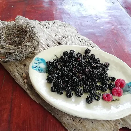 Wild Art Wooden House *