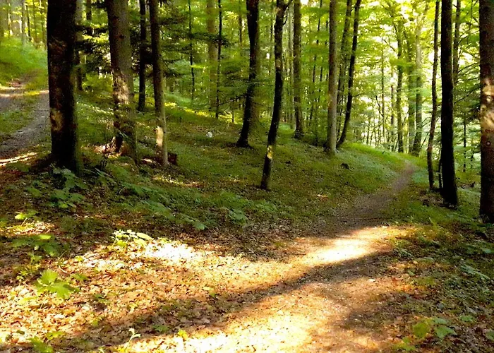 Wild Art Wooden House *