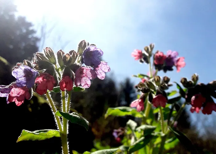 בית נופש Wild Art Wooden House *
